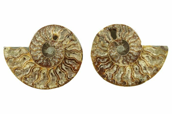 Cut & Polished, Agatized Ammonite Fossil - Crystal Pockets #263301